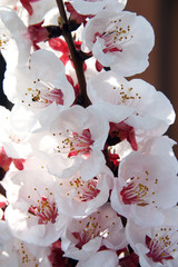 ciliegio in fiore