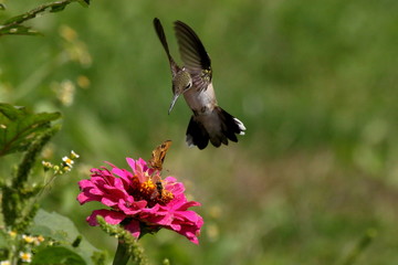 A hummingbird swoops toward a zinnia flower already occupied with a fiery skipper butterfly and a...
