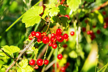 Obraz premium Juicy and ripe red currant berries close up on a sunny summer day.