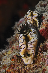 Siboga Glossodoris (Glossodoris sibogae, Doriprismatica sibogae)