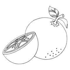 Cute orange cartoon illustration isolated on white background for children color book