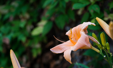 Peach colored lily in bloom