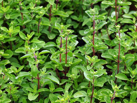 Majoran, Gew&uuml;rzpflanzenanbau im Garten