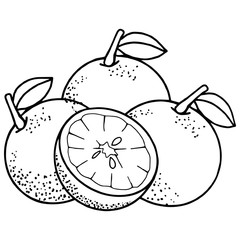 Cute orange cartoon illustration isolated on white background for children color book