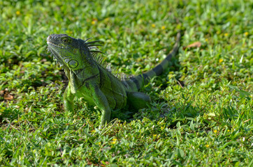 Iguana