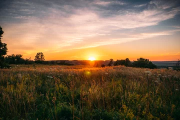 Poster Beautiful summer sunset with waving wild grass in sunlight, rural meadow or field in countryside © DedMityay