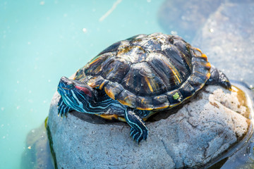 Water turtle sitting on a rock in the zoo