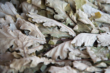 Oak leaf