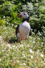Wild atlantic puffin,
