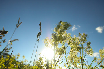 Field flowers