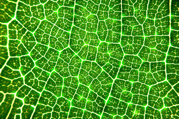 close up glowing vein of green leave texture