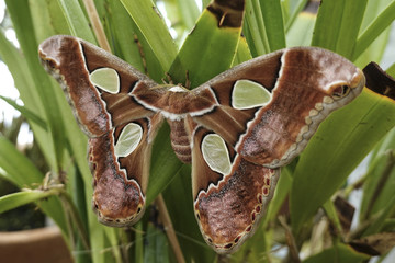 Windowed moth (Rothschildia lebeau)