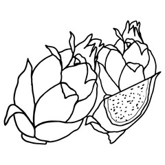 Dragon Fruit cartoon illustration isolated on white background for children color book