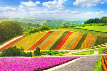 beautiful flowers garden colorful hill at Biei in japan