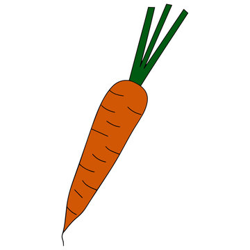 Cute carrot cartoon illustration isolated on white background for children color book