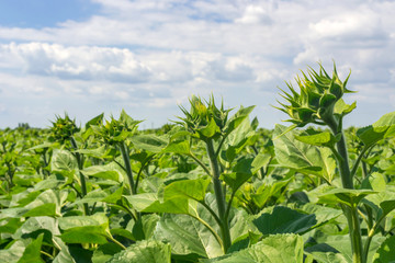 field of a young sunflower during the formation of a hat. Rovnye series. Healthy plants