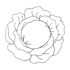 Cabbage cartoon illustration isolated on white background for children color book