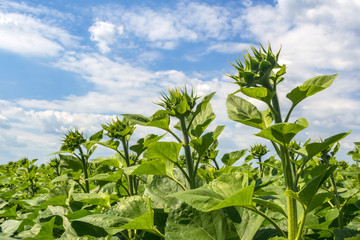 field of a young sunflower during the formation of a hat. Rovnye series. Healthy plants