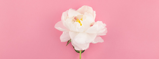 Blooming white peony flowers
