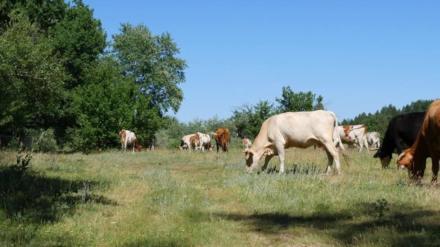 A large herd of dairy cows is grazed by the forest. Farm.