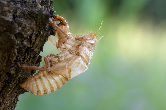 Cicada moulting on trees
