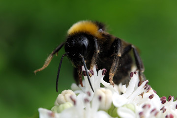 Bumblebee on blossom - Stockphoto