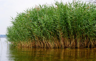 Obraz premium Bulrush, or cattail on the shore of the pond