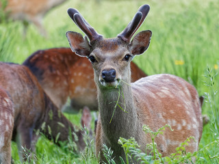 Young Stag 