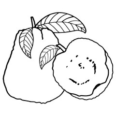 Guava cartoon illustration isolated on white background for children color book