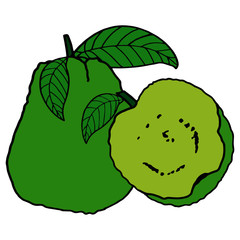 Guava cartoon illustration isolated on white background for children color book