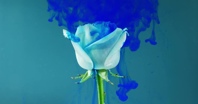 Colorful drop falling on a beautiful rose against blue background.