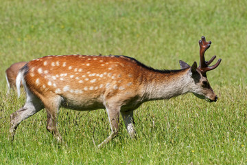 Sika Deer Walking
