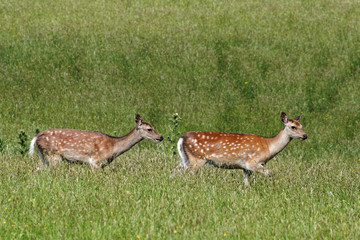 Two Sika Deer Walking