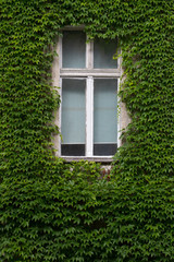 Fototapeta na wymiar The old window on the wall of greenery