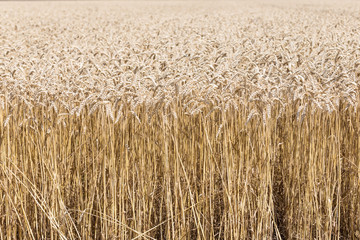 Golden wheat field ready for harvest in summer