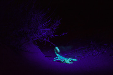 Sand scorpion with it's tail arched waiting under a small bush and lit with a black light in the...
