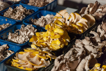Yellow Mushrooms for sale at Farmers Market