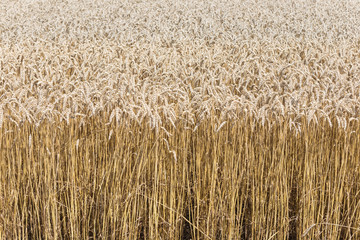 Golden wheat field ready for harvest in summer