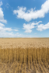 Golden wheat field ready for harvest in summer