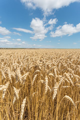 Up close golden wheat field ready for harvest in summer