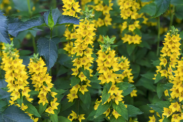 yellow and beautiful bells, close-up