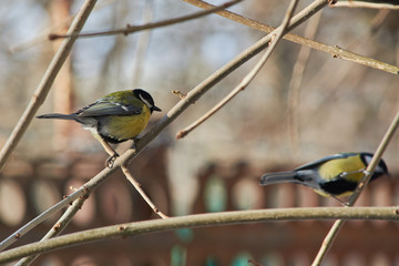 Two Tits sitting on tree branches