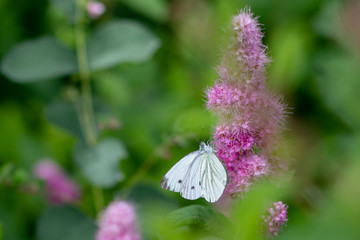 Weißling in der Nahaufnahme