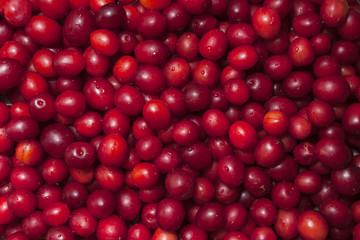 top view of red ripe small plums. plums are covered with water drops