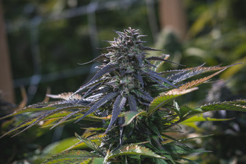 Outdoor Cannabis Flowers