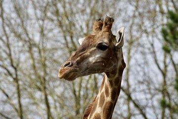Giraffe 