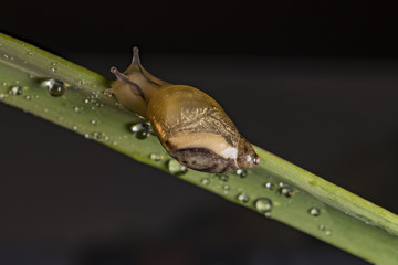 Ślimak © Rafał Bachanek