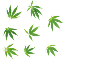 Cannabis leaf on a white background.Medicinal plant, drug.