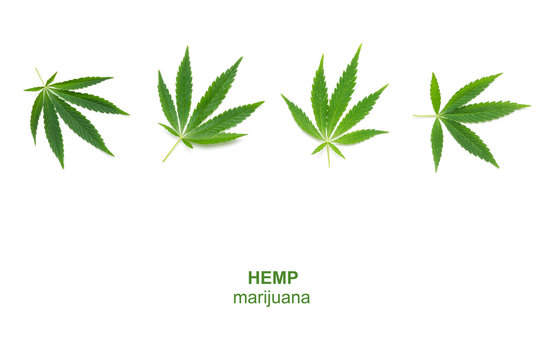 Cannabis leaf on a white background.Medicinal plant, drug.