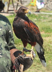 The Harris's hawk formerly known as the bay-winged hawk or dusky hawk, is a medium-large bird of prey that breeds from the southwestern United States south to Chile, central Argentina, and Brazil.